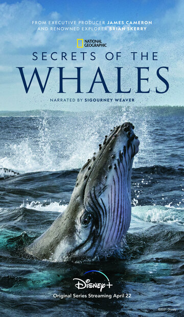Смотреть Тайны китов (2021) онлайн в Хдрезка качестве 720p